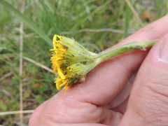 Senecio integerrimus