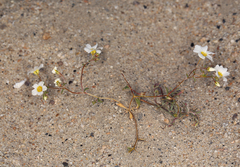 Linanthus inyoensis