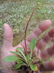 Micranthes occidentalis