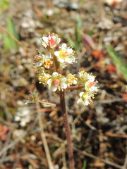 Micranthes occidentalis