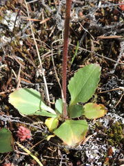 Micranthes occidentalis