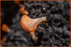 Dacrymyces spathularia