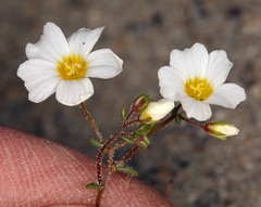 Linanthus inyoensis