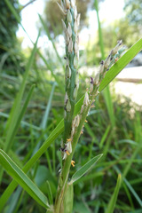 Stenotaphrum secundatum