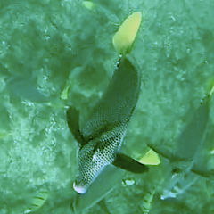 Prionurus laticlavius