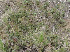 Juniperus communis