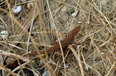 Psammodromus edwarsianus
