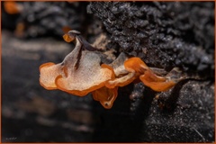 Dacrymyces spathularia