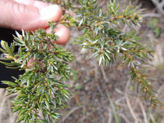 Juniperus communis