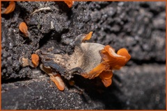 Dacrymyces spathularia