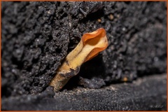 Dacrymyces spathularia