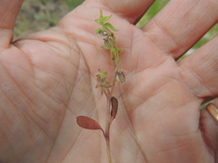 Nemophila breviflora