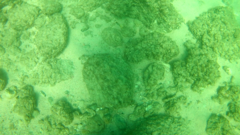 Prionurus laticlavius