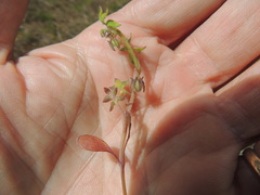 Nemophila breviflora