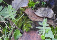 Lysimachia linum-stellatum