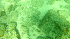 Prionurus laticlavius