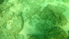 Prionurus laticlavius