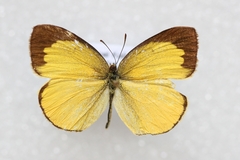 Eurema laeta