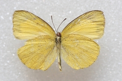Eurema laeta