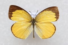 Eurema laeta