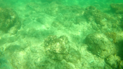 Stegastes acapulcoensis