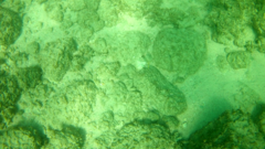 Prionurus laticlavius