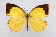 Eurema laeta
