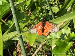 Acraea horta