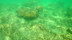 Stegastes acapulcoensis