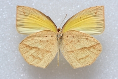Eurema laeta
