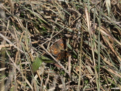 Phyciodes phaon phaon