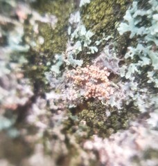 Erythricium aurantiacum