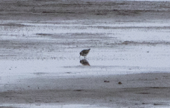 Calidris minuta