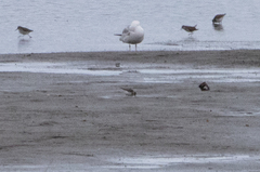 Calidris minuta