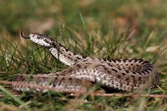 Vipera ursinii