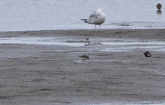 Calidris minuta