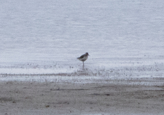 Calidris minuta