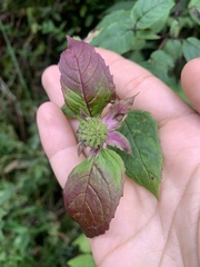 Monarda clinopodia