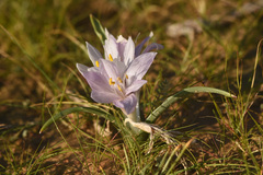 Colchicum ritchii