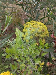 Notobubon galbanum