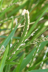 Stenotaphrum secundatum