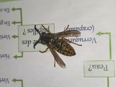 Vespula