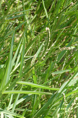 Stenotaphrum secundatum