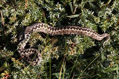 Vipera ursinii