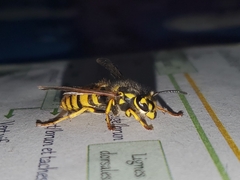 Vespula
