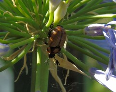 Oryctomorphus maculicollis