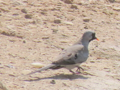 Oena capensis capensis