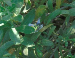 Callistochlora chloris