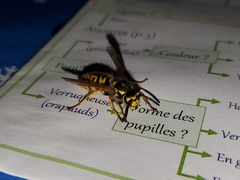 Vespula