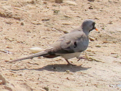 Oena capensis capensis